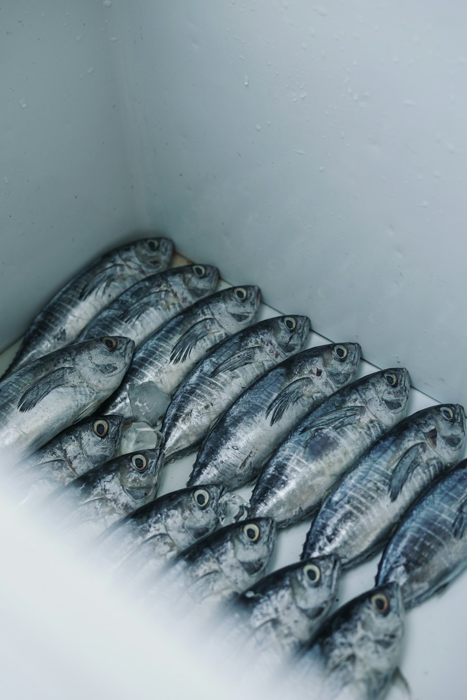 Freshly caught mackerel packed in a cooler with ice.